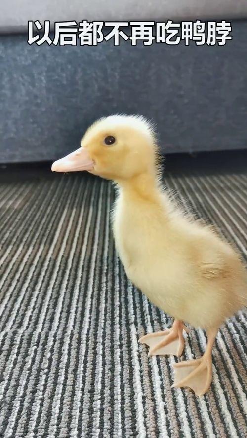 娱乐吃瓜酱鸭鸭视频大全